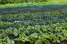 Сетка пласт. тканая для защиты от птиц Bird Net DIAMOND 20г/м2, яч. 15х15мм, размер 10х50м, фото 2