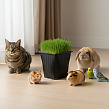 Травка для кота, Р9, фото 2