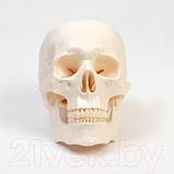 Анатомическая модель Sima-Land Череп человека / 9278885, фото 2