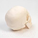 Анатомическая модель Sima-Land Череп человека / 9278885, фото 3