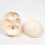 Анатомическая модель Sima-Land Череп человека / 9278885, фото 4