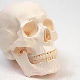 Анатомическая модель Sima-Land Череп человека / 9278885, фото 5