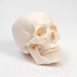 Анатомическая модель Sima-Land Череп человека / 9278885, фото 6