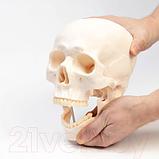 Анатомическая модель Sima-Land Череп человека / 9278885, фото 7