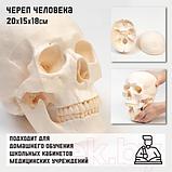 Анатомическая модель Sima-Land Череп человека / 9278885, фото 8