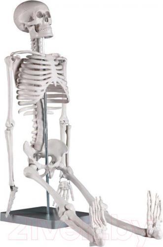 Анатомическая модель Sima-Land Скелет человека 85см / 5076754