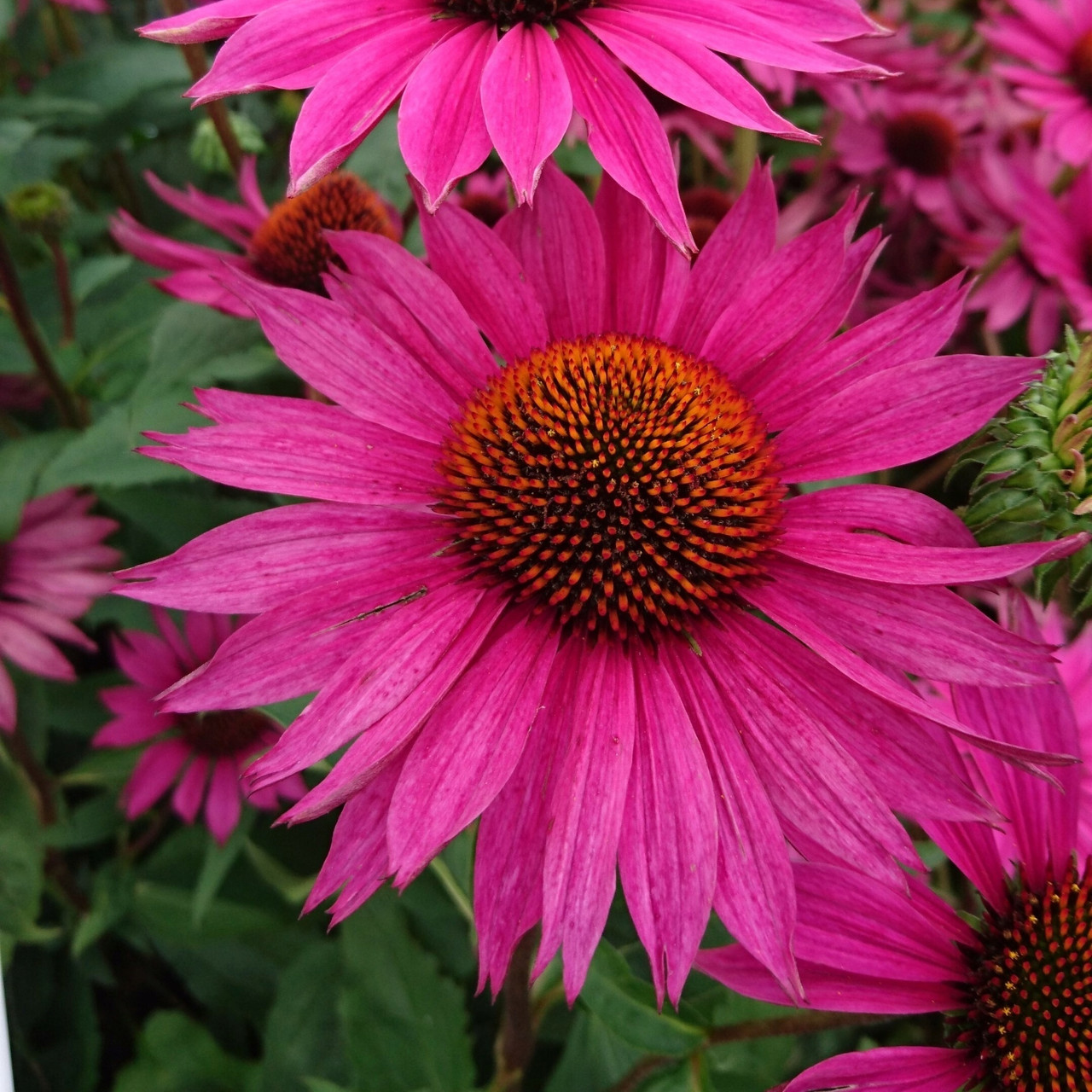 Эхинацея пурпурная Робин Хоод