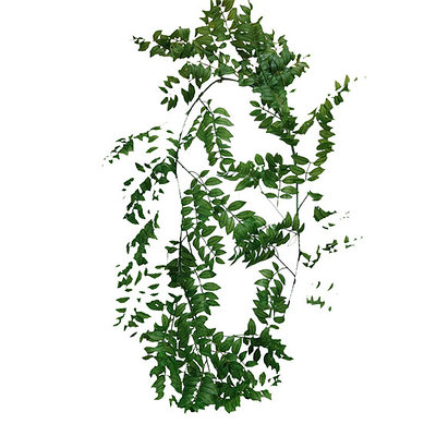 Лиана Рускус 200 см