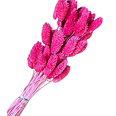 Сухоцвет "Фаларис", длина 60-70 см, 50 шт., сиреневый