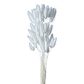 Сухоцвет "Лагурус", 60шт./пучок, белый