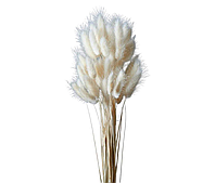 Сухоцвет "Лагурус", 60шт./пучок, молочный