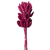 Сухоцвет "Лагурус", 60шт./пучок, малиновый