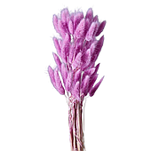 Сухоцвет "Лагурус", 60шт./пучок, сиреневый