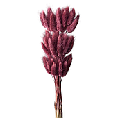 Сухоцвет "Лагурус", 60шт./пучок, винный