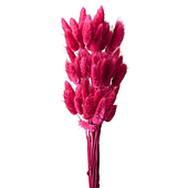 Сухоцвет "Лагурус", 60шт./пучок, маджента