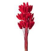Сухоцвет "Лагурус", 60шт./пучок, насыщенный красный