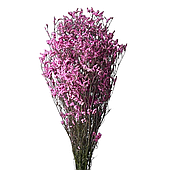 Сухоцвет "Каспия", 120 гр/упак., розово-сиреневый