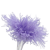 Сухоцвет "Пушистая пампасная трава"