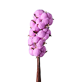 Сухоцвет "Хлопок" 10 шт./упак., сиреневый