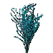 Сухоцвет "Эвкалипт Парви"