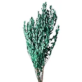 Сухоцветы, стабилизированные цветы