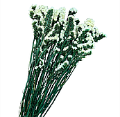 Сухоцвет "Статица"