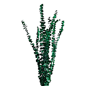 Сухоцвет "Эвкалипт Бэби Блю"