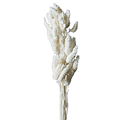 Сухоцвет "Фаларис", 50 шт./уп., белый