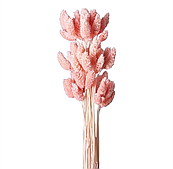 Сухоцвет "Фаларис", 50 шт./уп., персиково-розовый