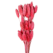 Сухоцвет "Фаларис", 50 шт./уп., розовый