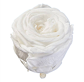 Сухоцвет "Пионовидная роза" класса А