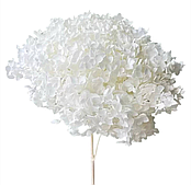 Сухоцвет "Гортензия", длина 60-70 см, белый