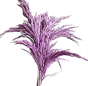 Сухоцвет "Тростник", 30 см, 5 шт./упак., сиреневый