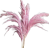 Сухоцвет "Тростник", 30 см, 5 шт./упак., светло-розовый