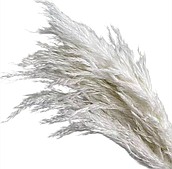 Сухоцвет "Тростник", 30 см, 5 шт./упак., белый