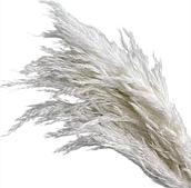 Сухоцвет "Тростник"