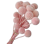 Сухоцвет "Краспедия"