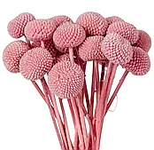 Сухоцвет "Краспедия", 20 шт/упак., розовый