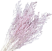 Сухоцвет "Лимониум", светло-розовый