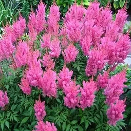 Астильба: идеальное решение для украшения вашего сада — купить в интернет-магазине sad7sotok.by