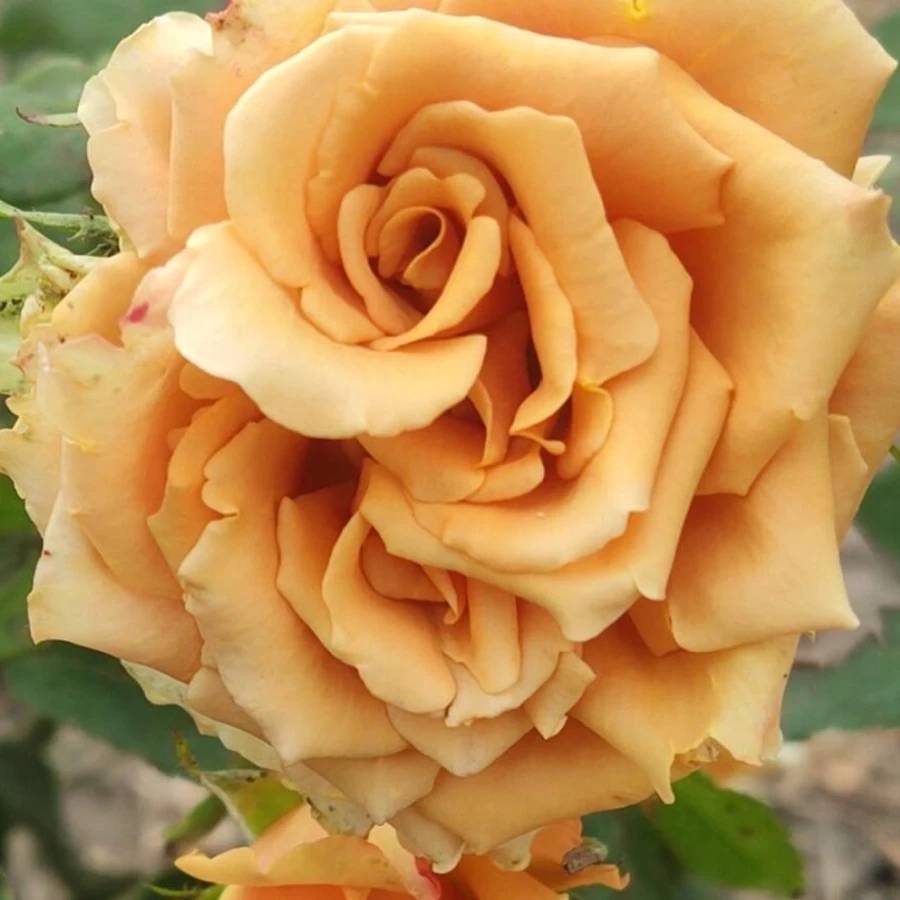 Роза чайно-гибридная Тоффи