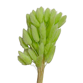 Сухоцвет "Лагурус", 60шт./пучок, сочное яблоко