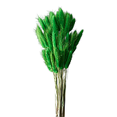 Сухоцвет "Лагурус", 60шт./пучок, зелень