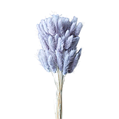 Сухоцвет "Лагурус", 60шт./пучок, серо-пурпурный