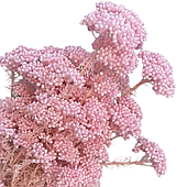 Сухоцвет "Рисовый цветок"