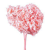 Сухоцвет "Гортензия", длина 60-70 см, персиково-розовый