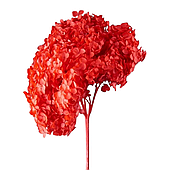 Сухоцвет "Гортензия", длина 60-70 см, красный