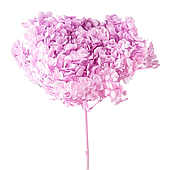 Сухоцвет "Гортензия", длина 60-70 см, сиреневый