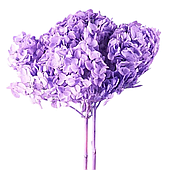 Сухоцвет "Гортензия", длина 60-70 см, фиолетовый