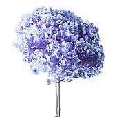 Сухоцвет "Гортензия", длина 60-70 см, васильковый